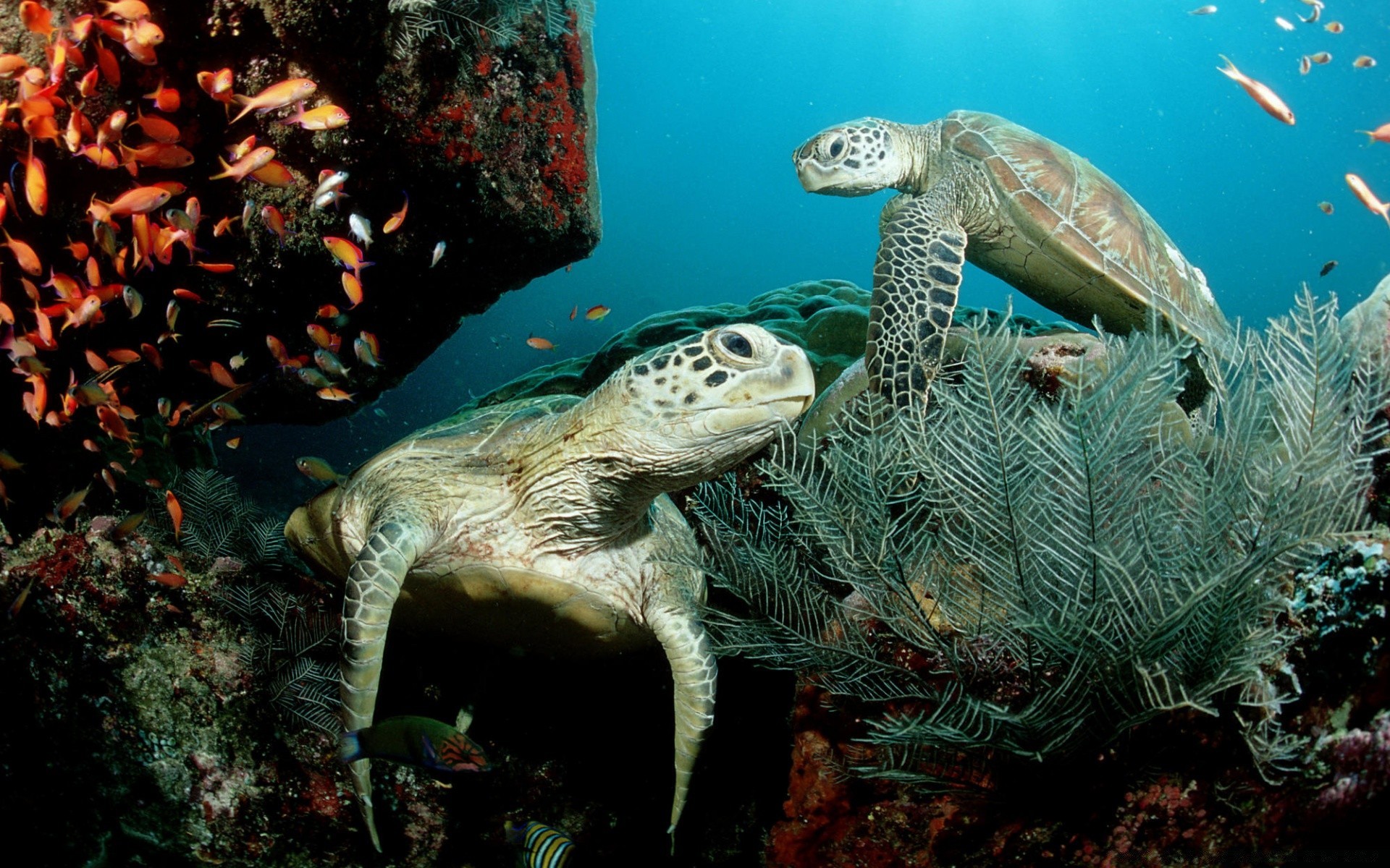 animaux marins sous-marin tortue corail récif poissons natation océan plongée mer marine eau gazebo la faune aquatique tropical aquarium nature plongée sous-marine animal sous-marin