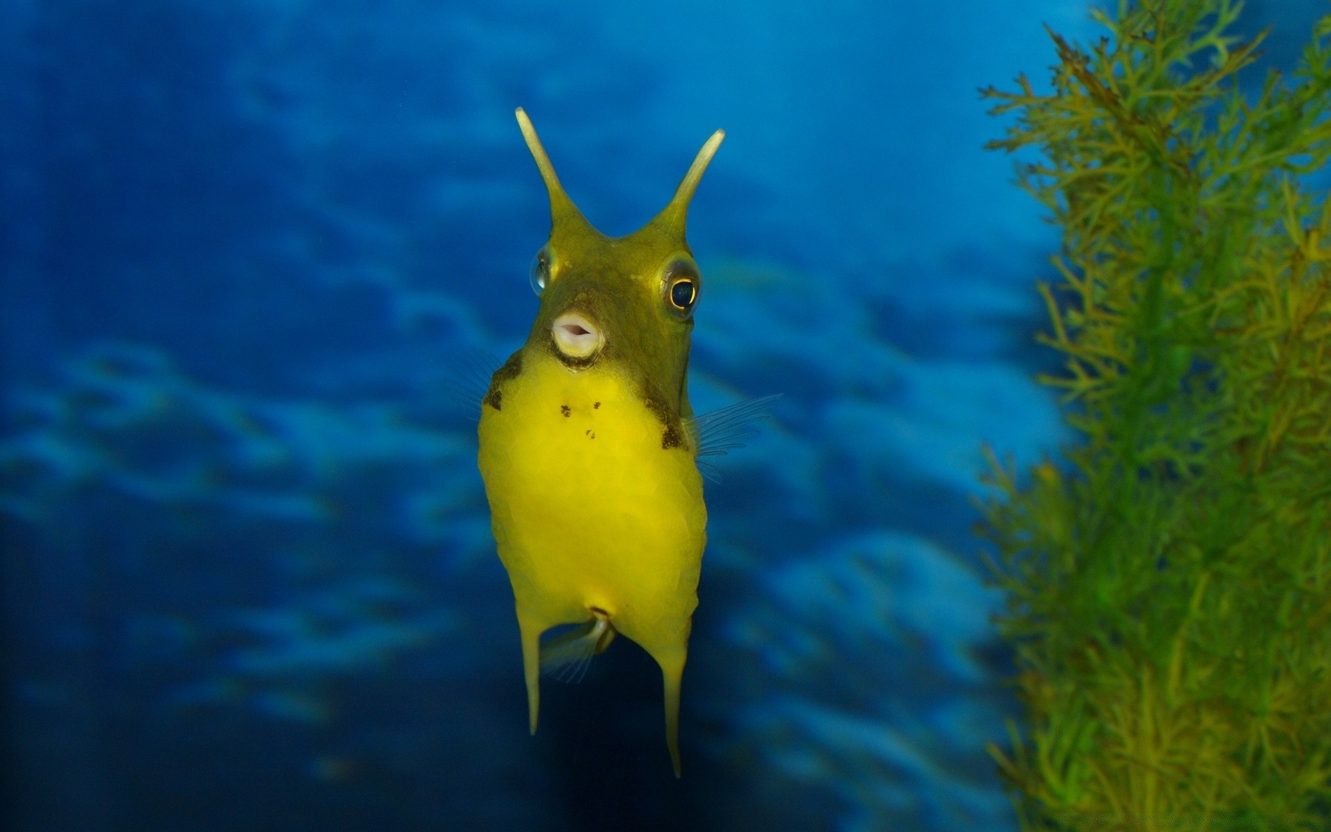 animales marinos bajo el agua peces tropical natación acuario agua naturaleza vida silvestre océano coral profundo mar arrecife acuático buceo