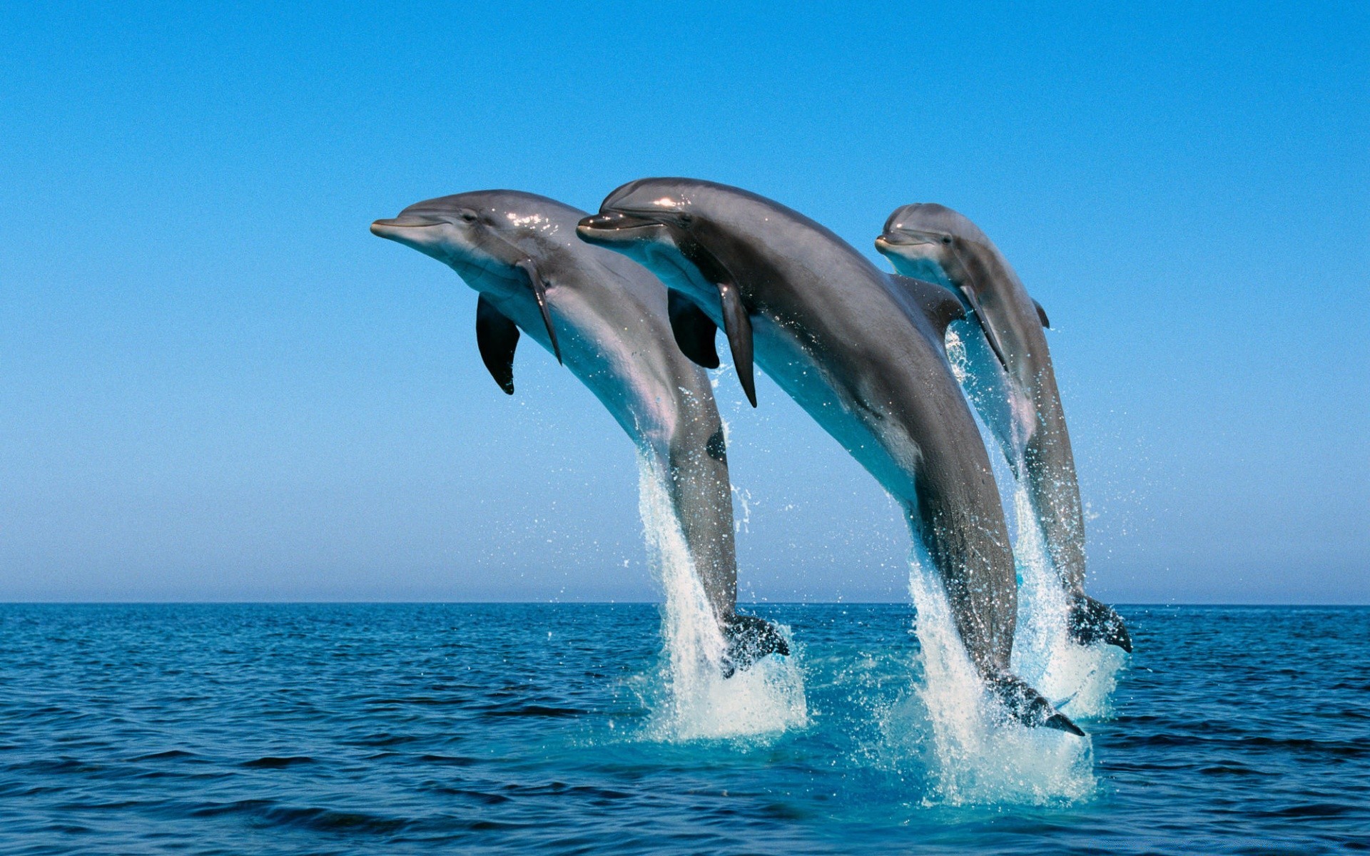 animali marini acqua mare oceano nuoto ventilatore delfino balena marino turchese natura subacquea immersioni estate pinna