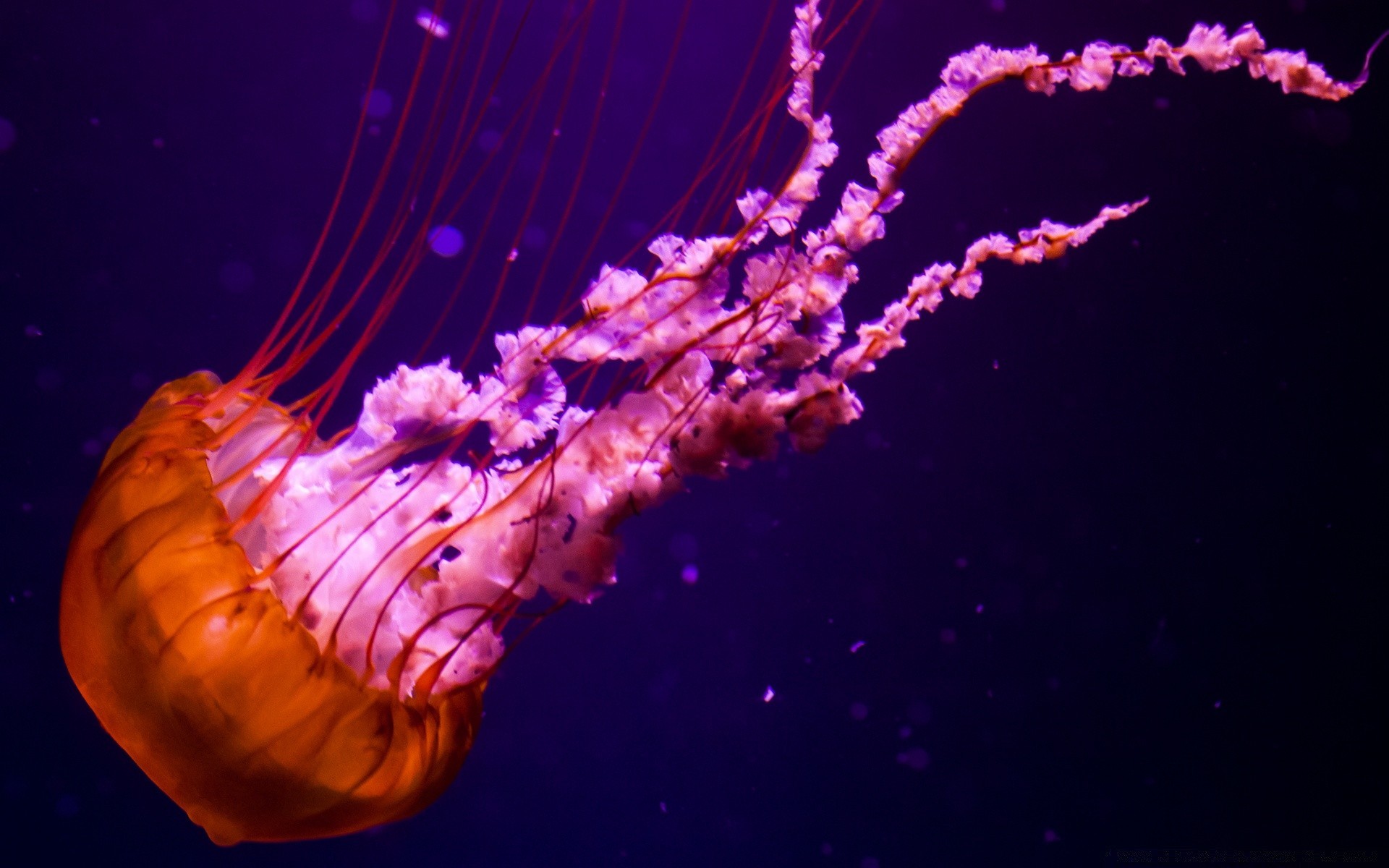 морские животные подводный беспозвоночных движения медузы рыбы рабочего стола фестиваль