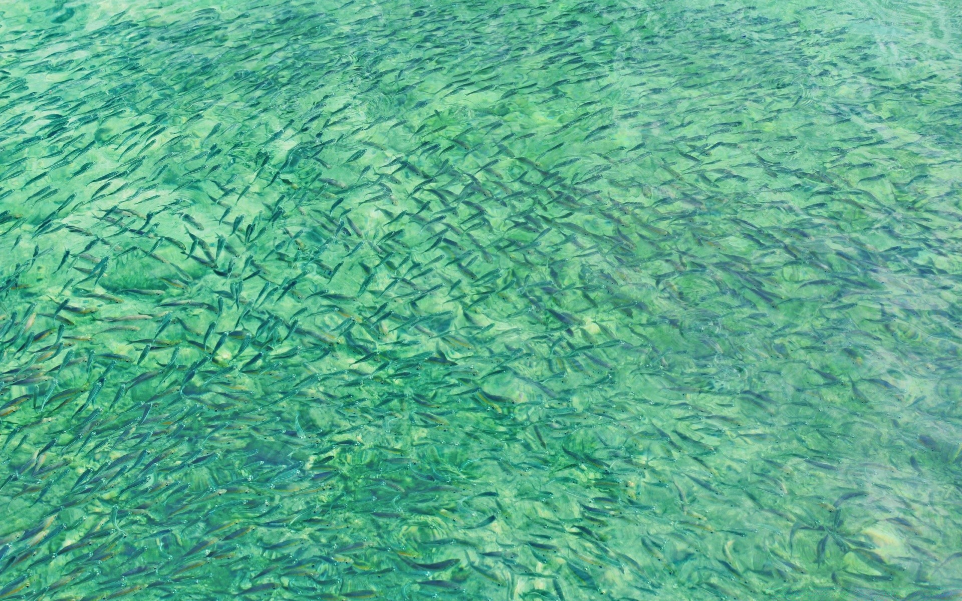 морские животные рабочего стола воды шаблон природа лето текстура бирюза обои понятно чистые трава яркий аннотация море волна поверхность