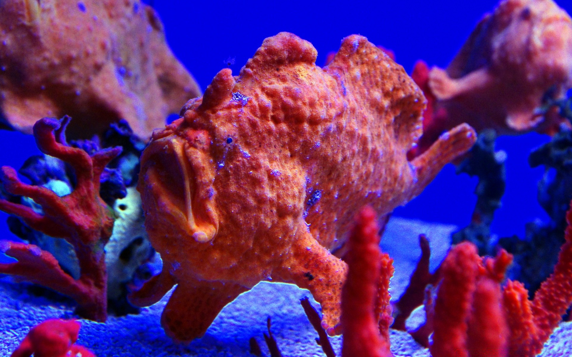 animaux marins sous-marin corail poissons invertébrés récif océan plongée sous-marin mer éponge aquarium profonde plongée en apnée natation eau tropical échinodermes étoile de mer marine