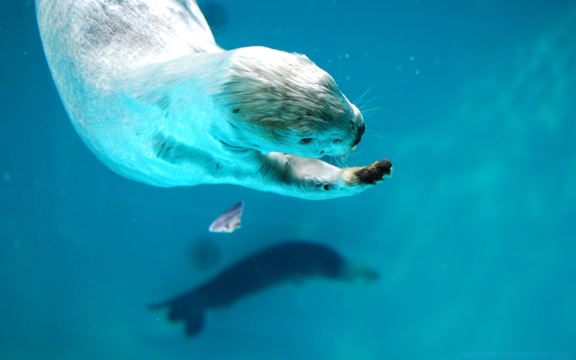 animali marini sott acqua acqua nuoto pesce oceano mare fauna selvatica natura immersioni marino