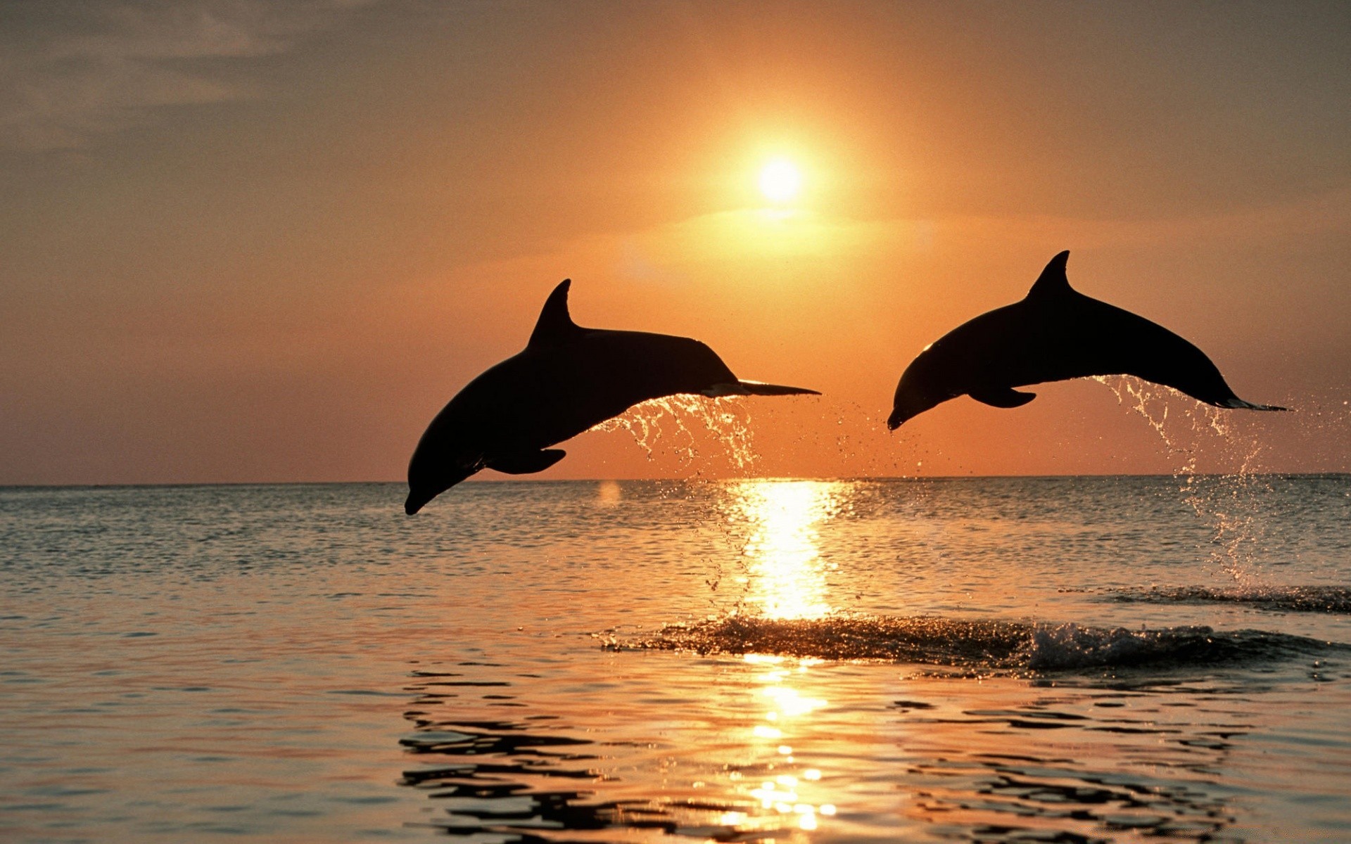 amphibians water ocean sea blower dolphin sunset whale sun swimming mammal