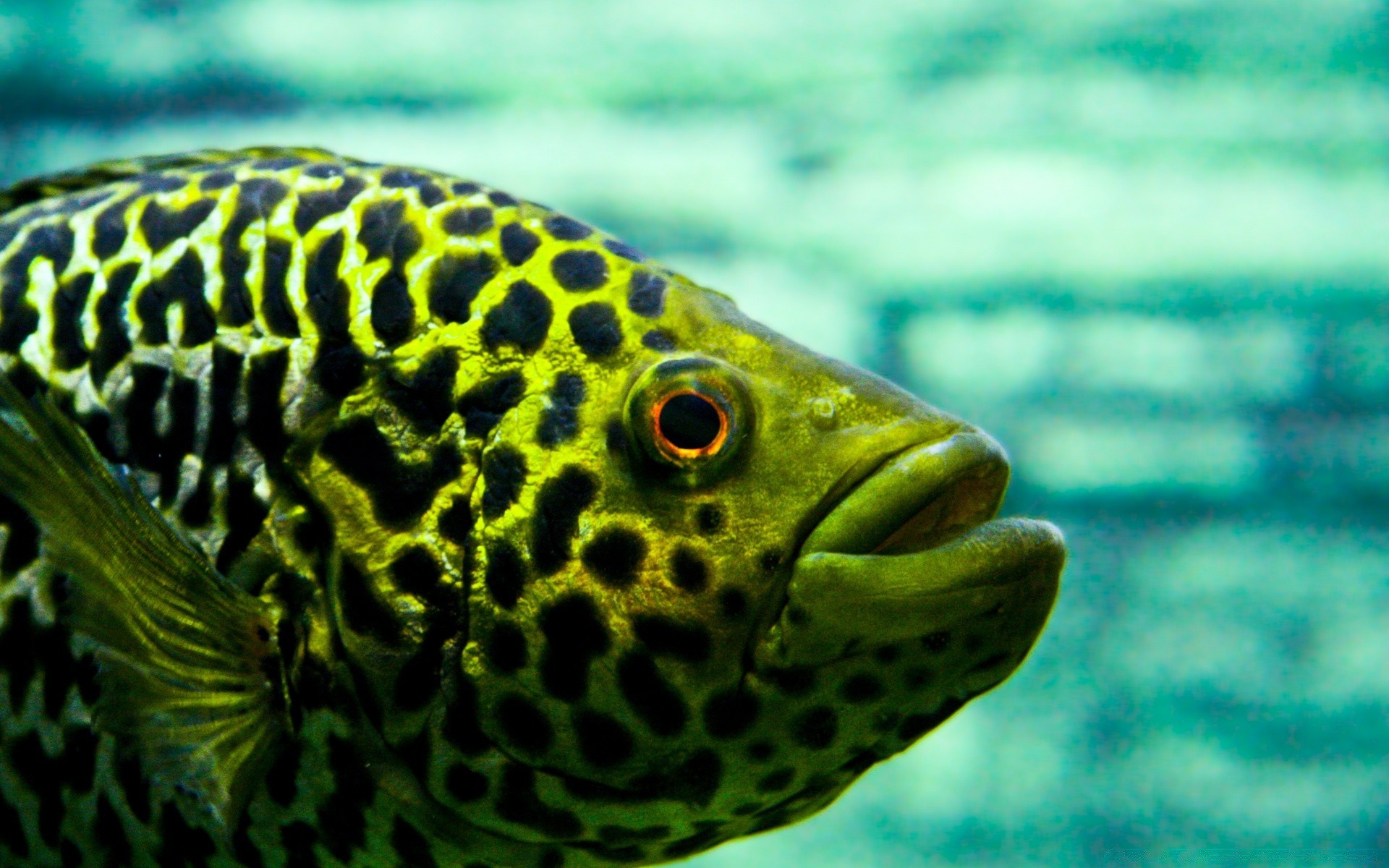 animais marinhos peixes debaixo d água natureza tropical mar oceano água natação animal vida selvagem fuzileiro naval coral recife mergulho aquário exótico