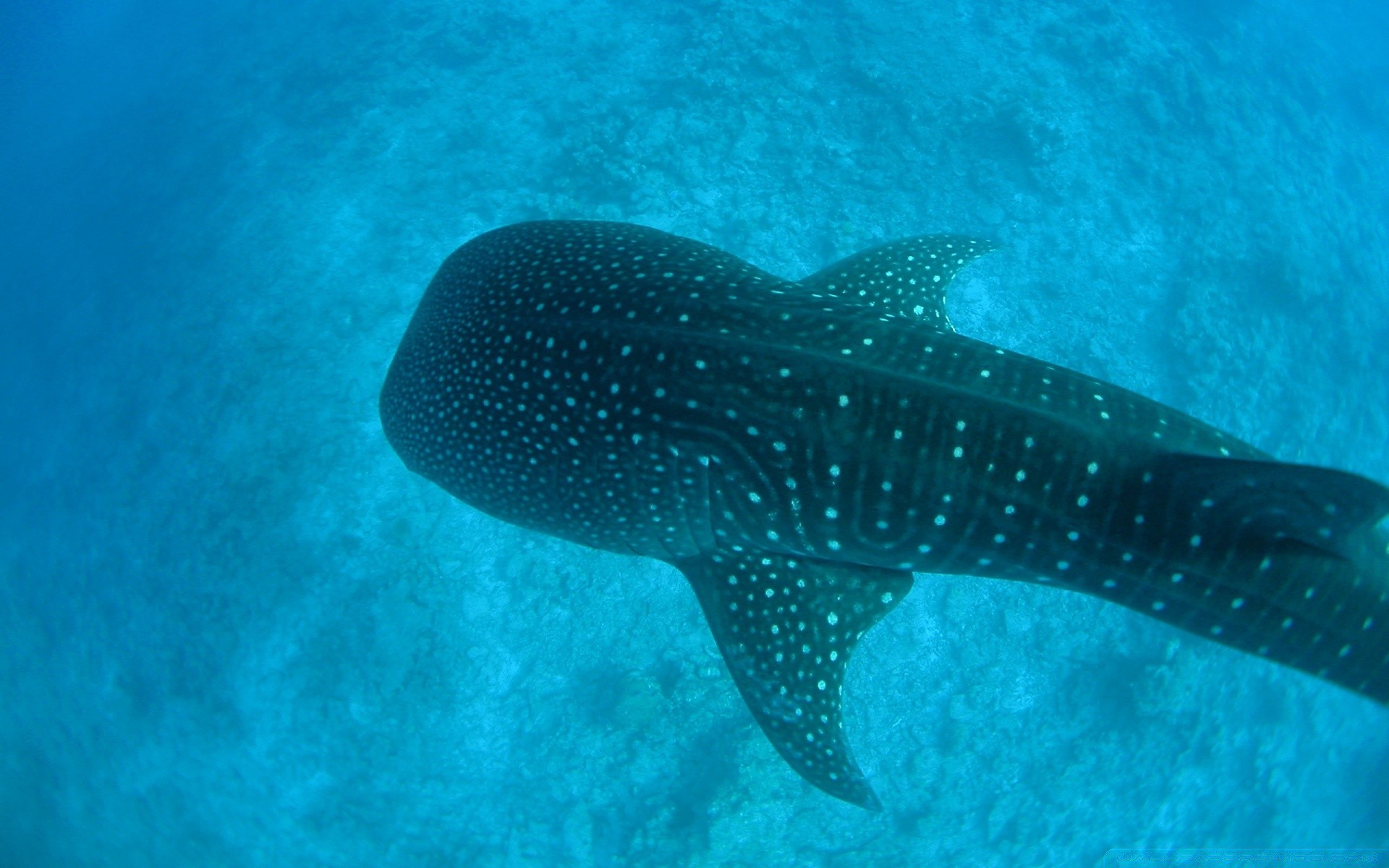 animales marinos bajo el agua peces natación agua océano mar coral solo arrecife buceo viajes