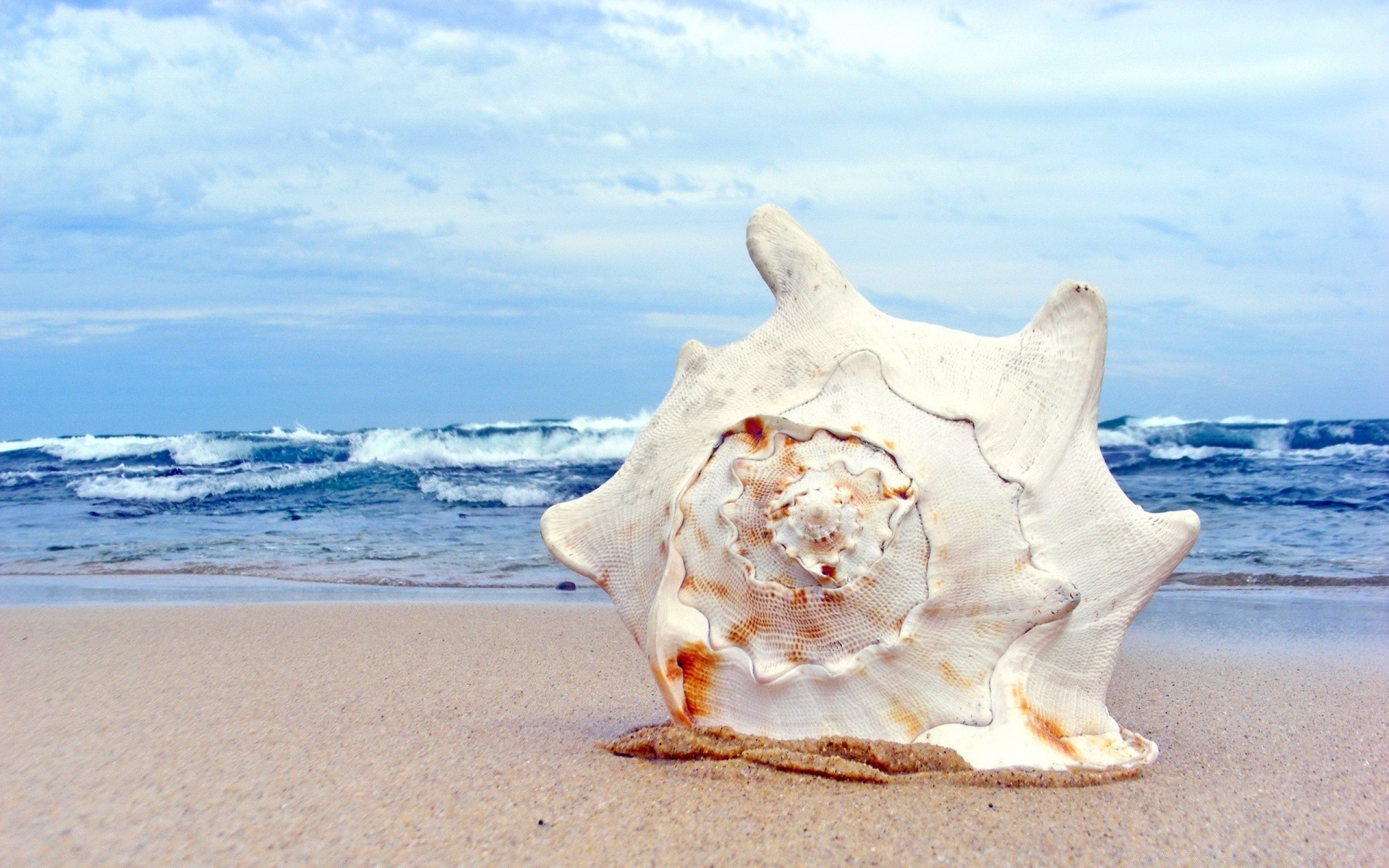 animaux marins sable plage mer mer océan eau été voyage vacances tropical rivage nature île coquillages ciel soleil vague surf détente