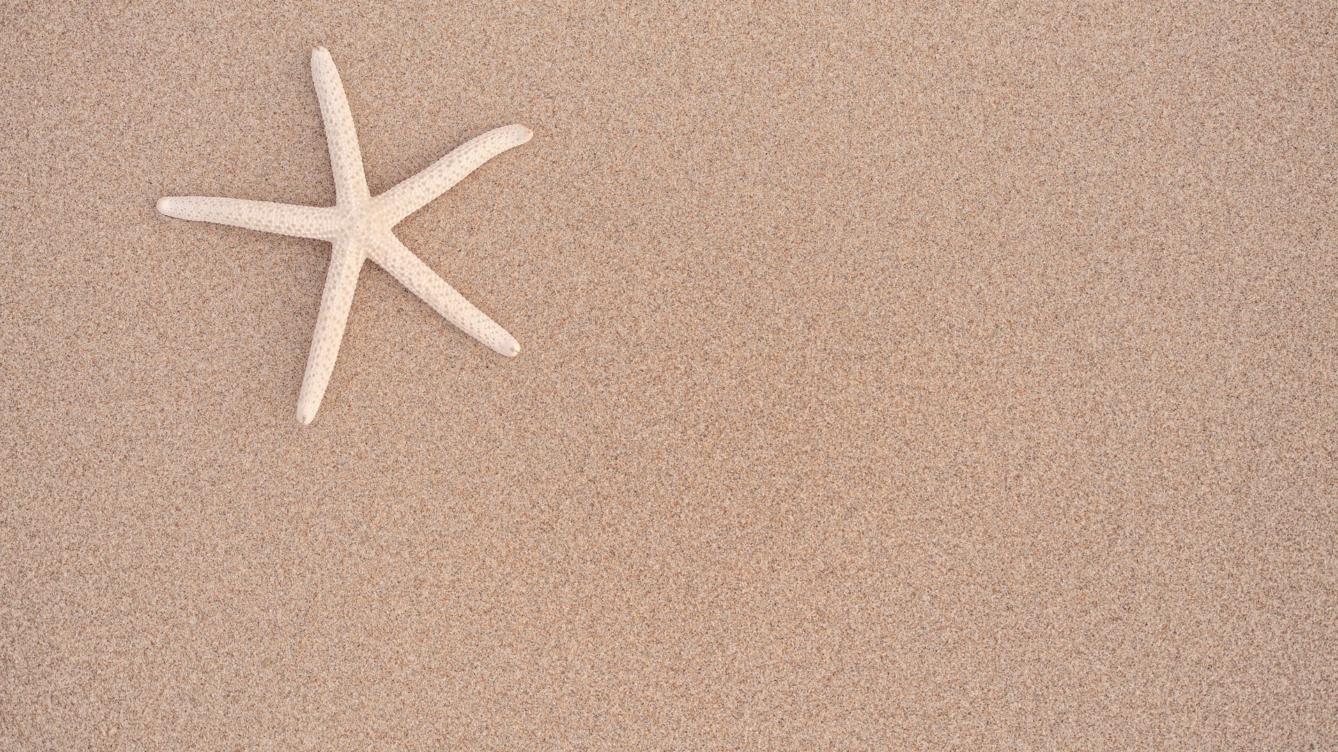 meerestiere seestern sand strand meer nadelhäute muscheln schale leer reisen