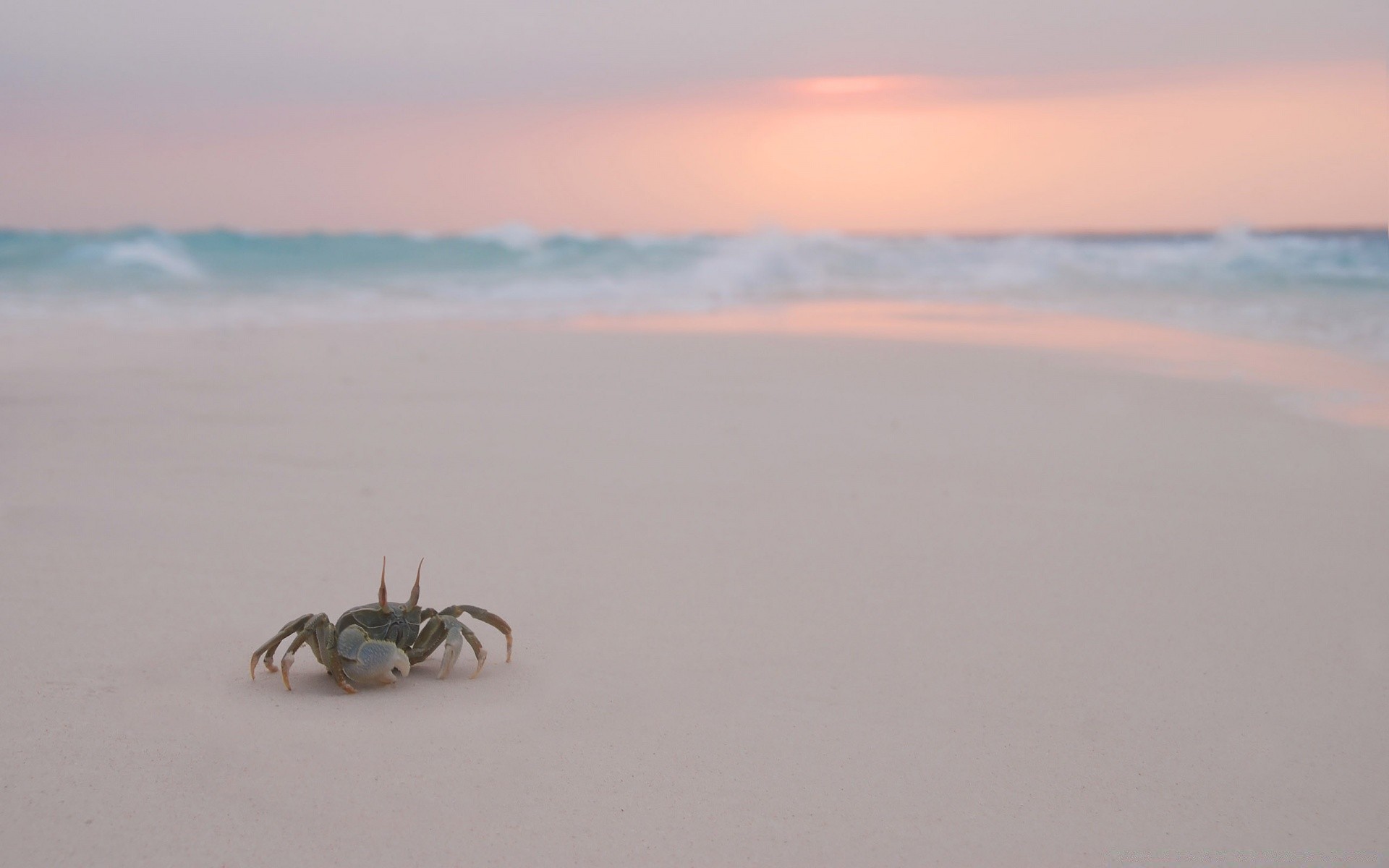 animali marini spiaggia acqua sabbia mare mare oceano tramonto natura isola estate sole paesaggio cielo viaggi alba riva paesaggio