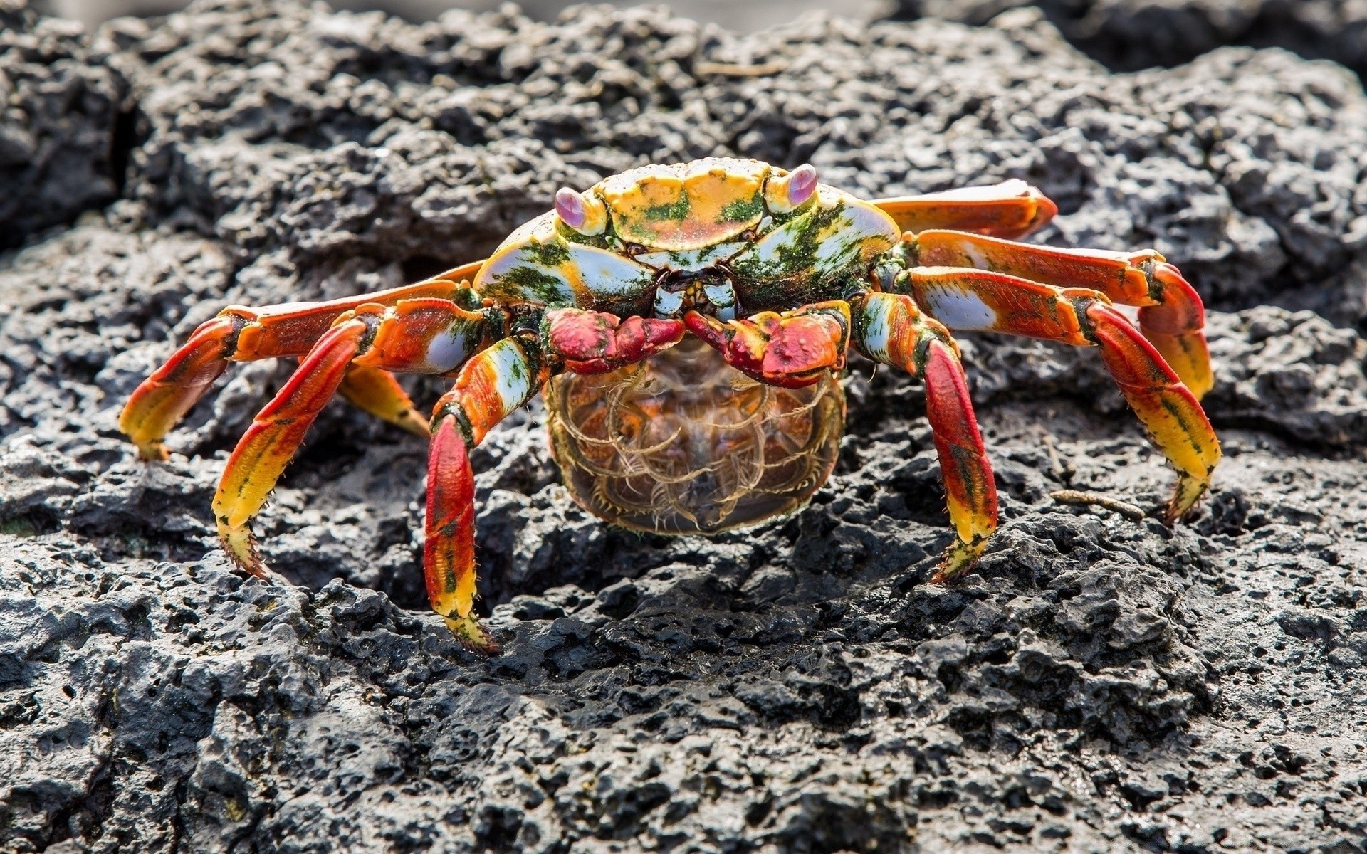 amphibians crustacean crab shellfish claw nature invertebrate lobster sea shell food seafood color sand close-up outdoors ocean beach desktop