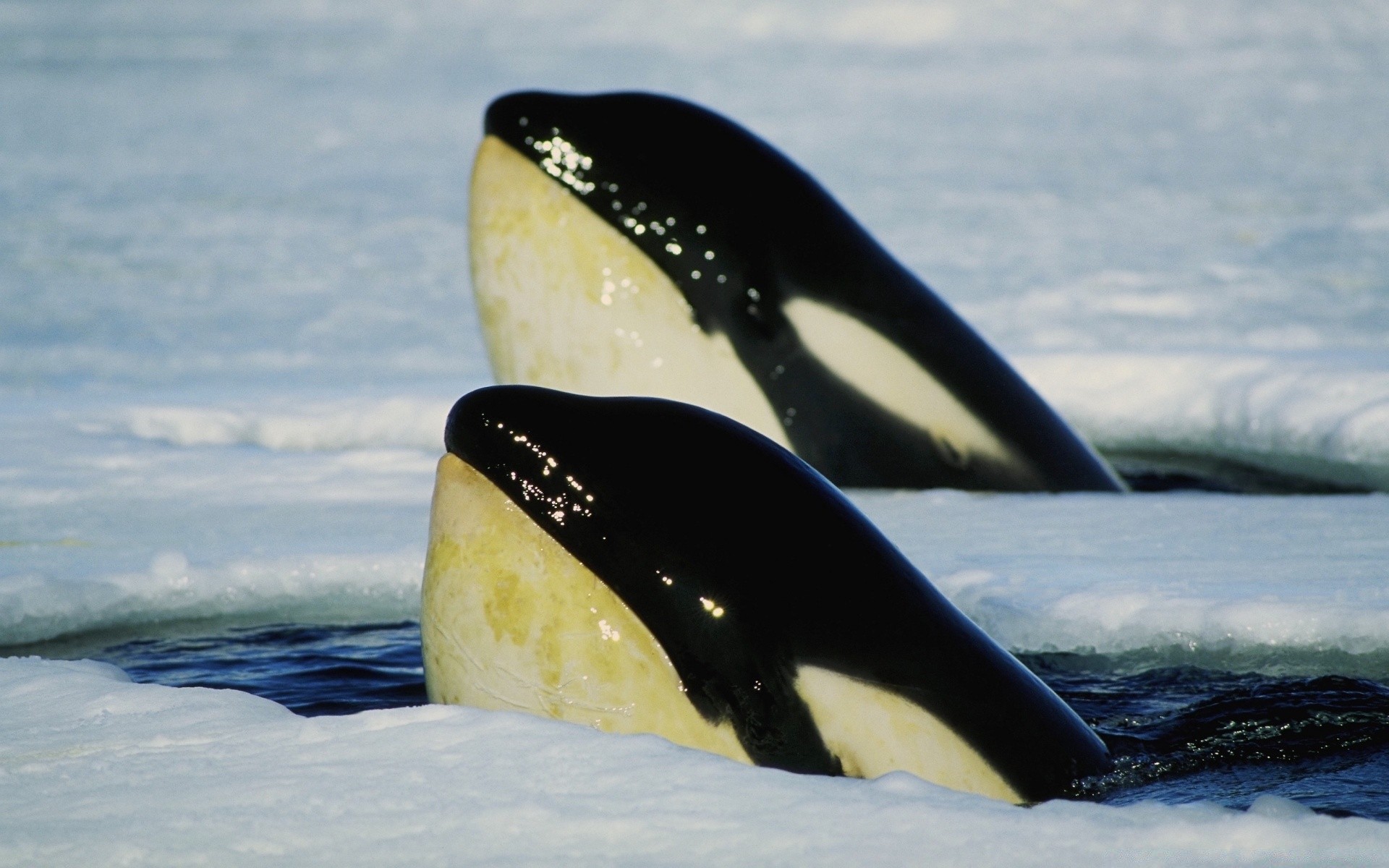 animais marinhos água frio neve ao ar livre gelo inverno gelado mar oceano viagens natureza praia mares luz do dia