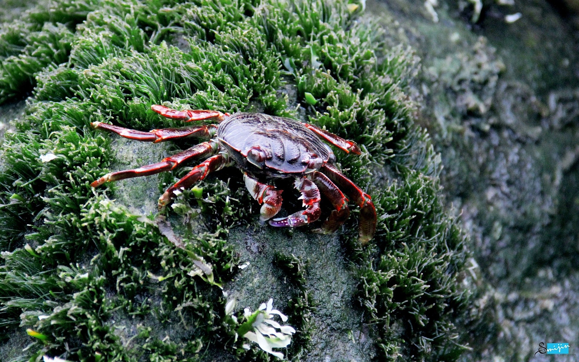 animaux marins nature invertébrés arbre environnement crabe nourriture bois à l extérieur crustacés gros plan