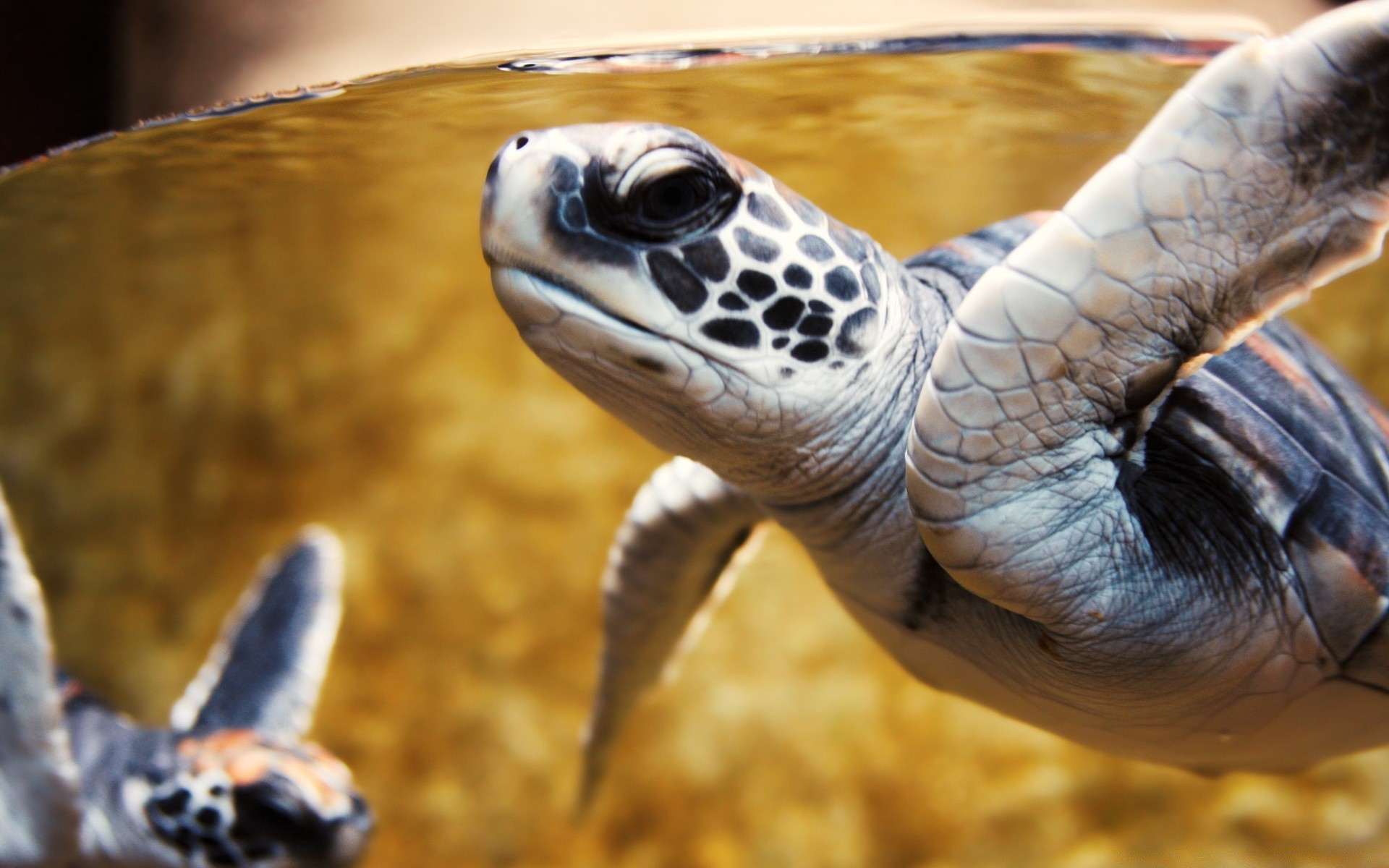 animales marinos gazoo tortuga solo vida silvestre naturaleza mascota luz del día