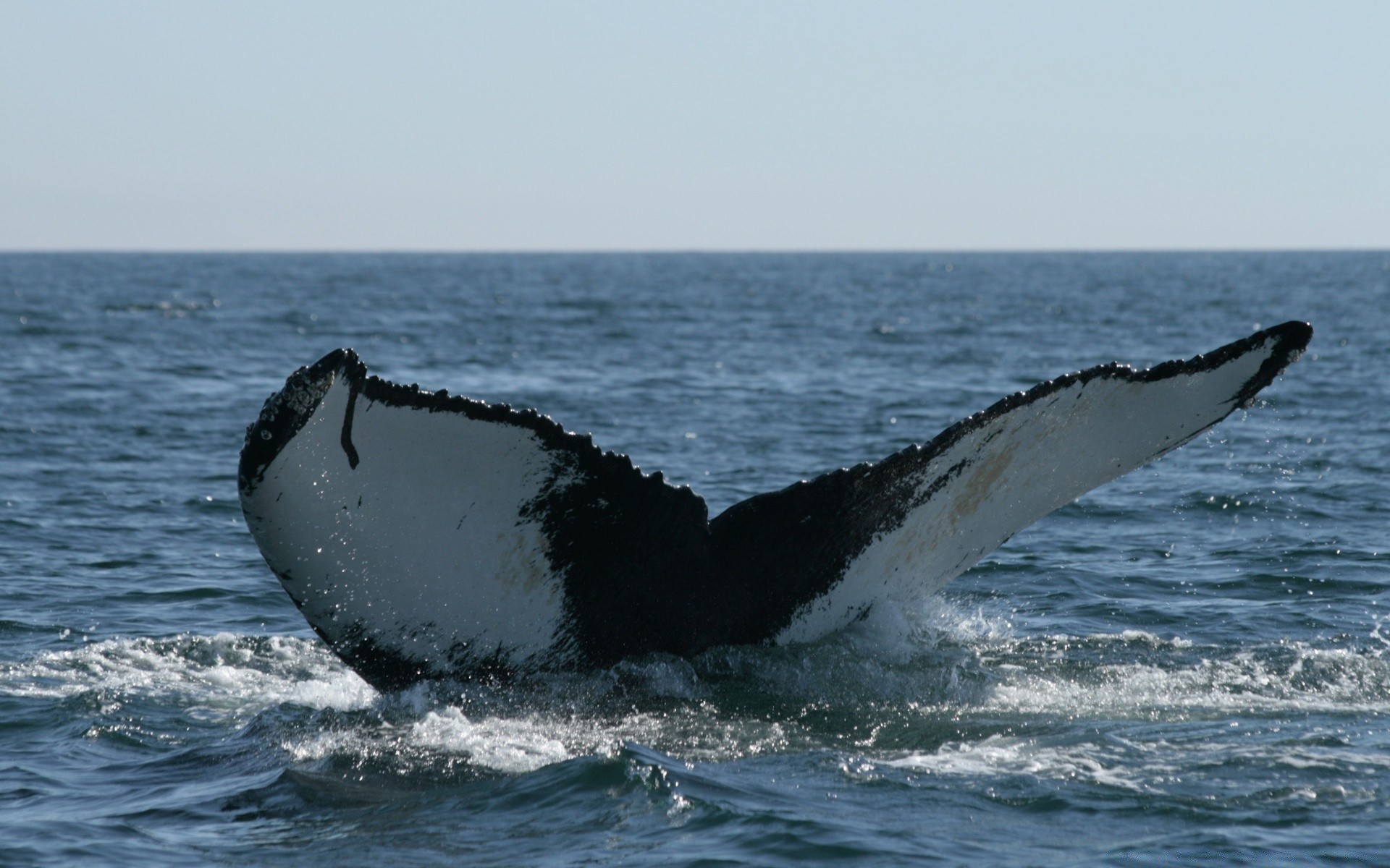 animales marinos agua sopladores ballena mar océano acción embarcaciones viajes