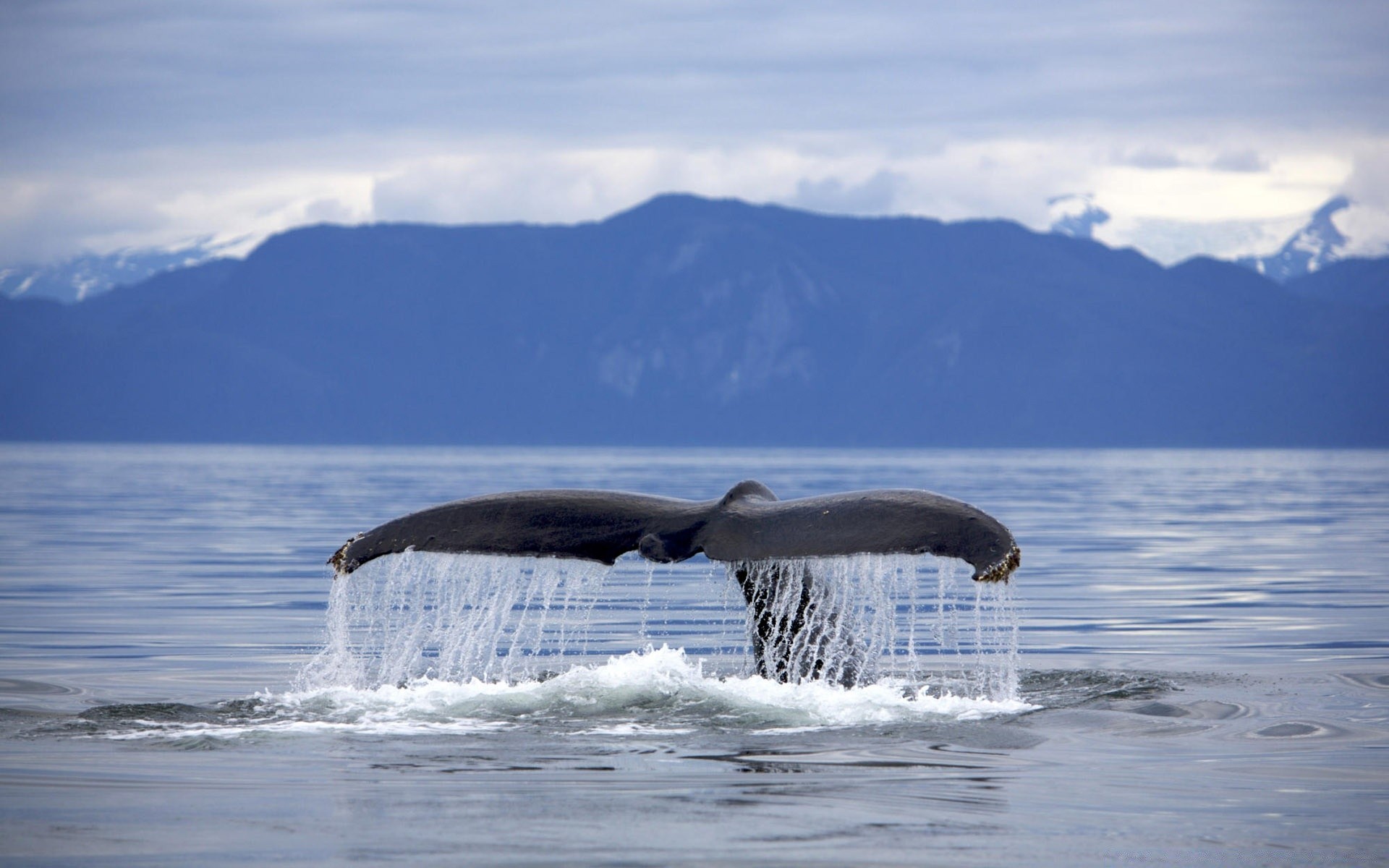 amphibians water sea ocean nature whale outdoors blower frosty ice winter snow travel