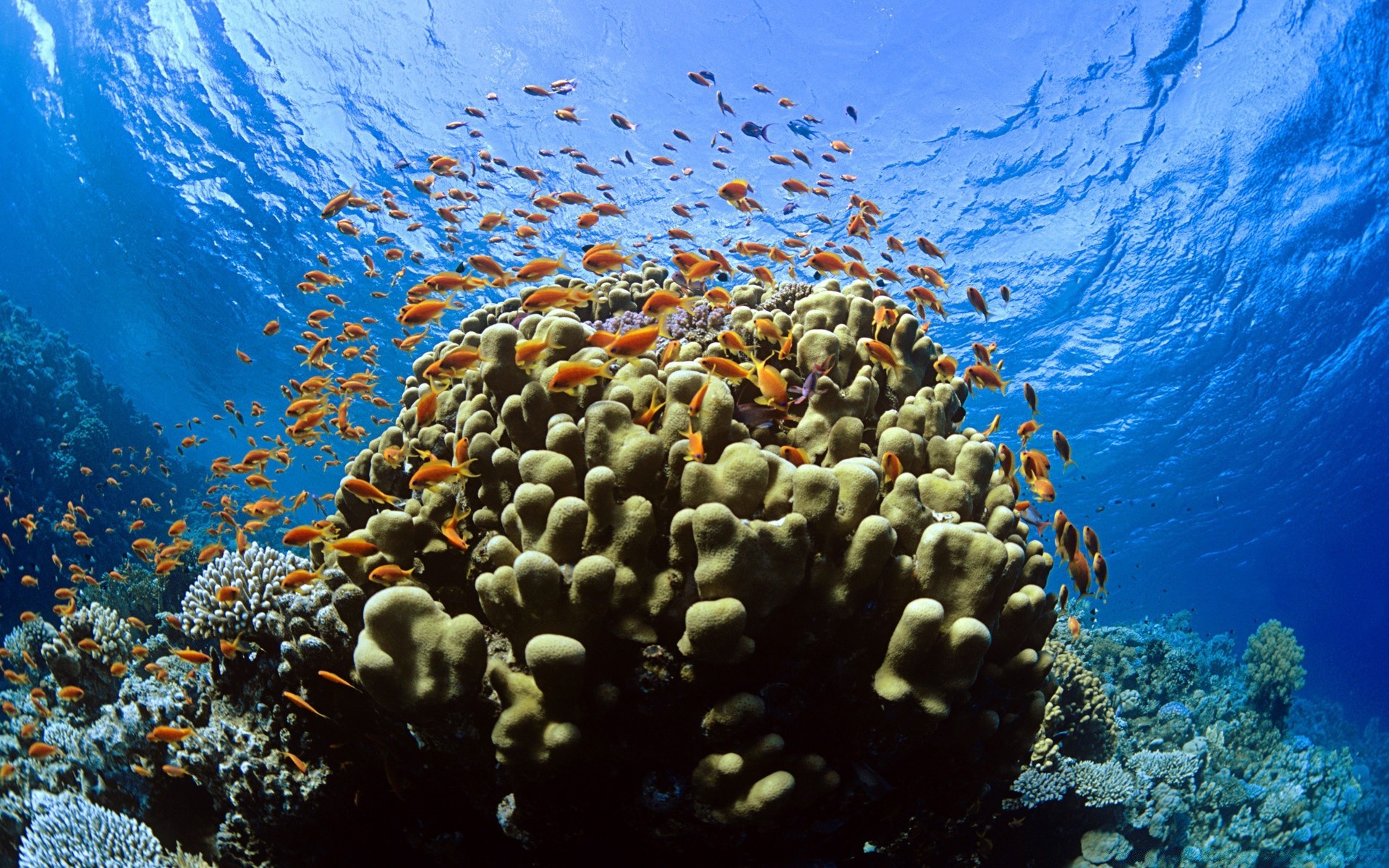 Coral Reefs, Micronesia загрузить