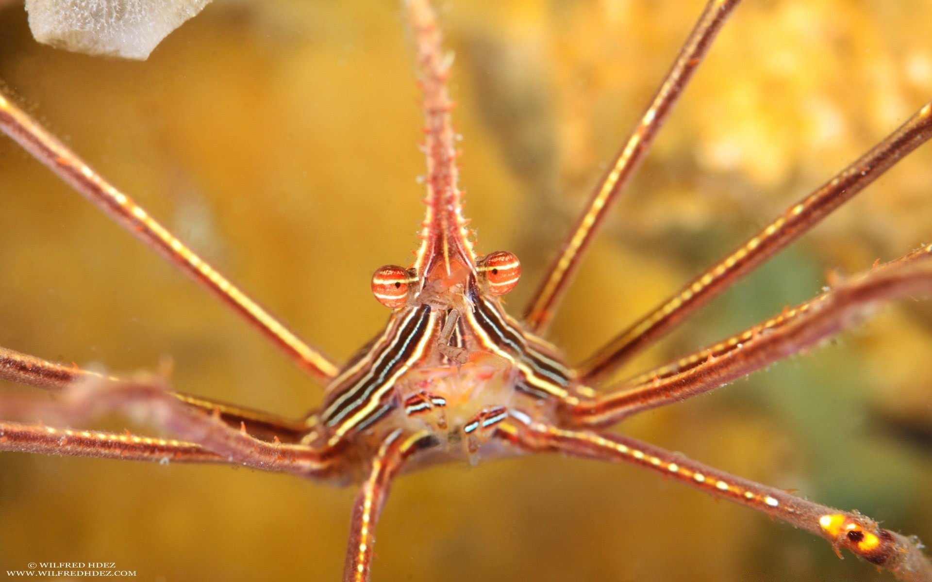 animaux marins nature à l extérieur insecte araignée invertébrés peu biologie