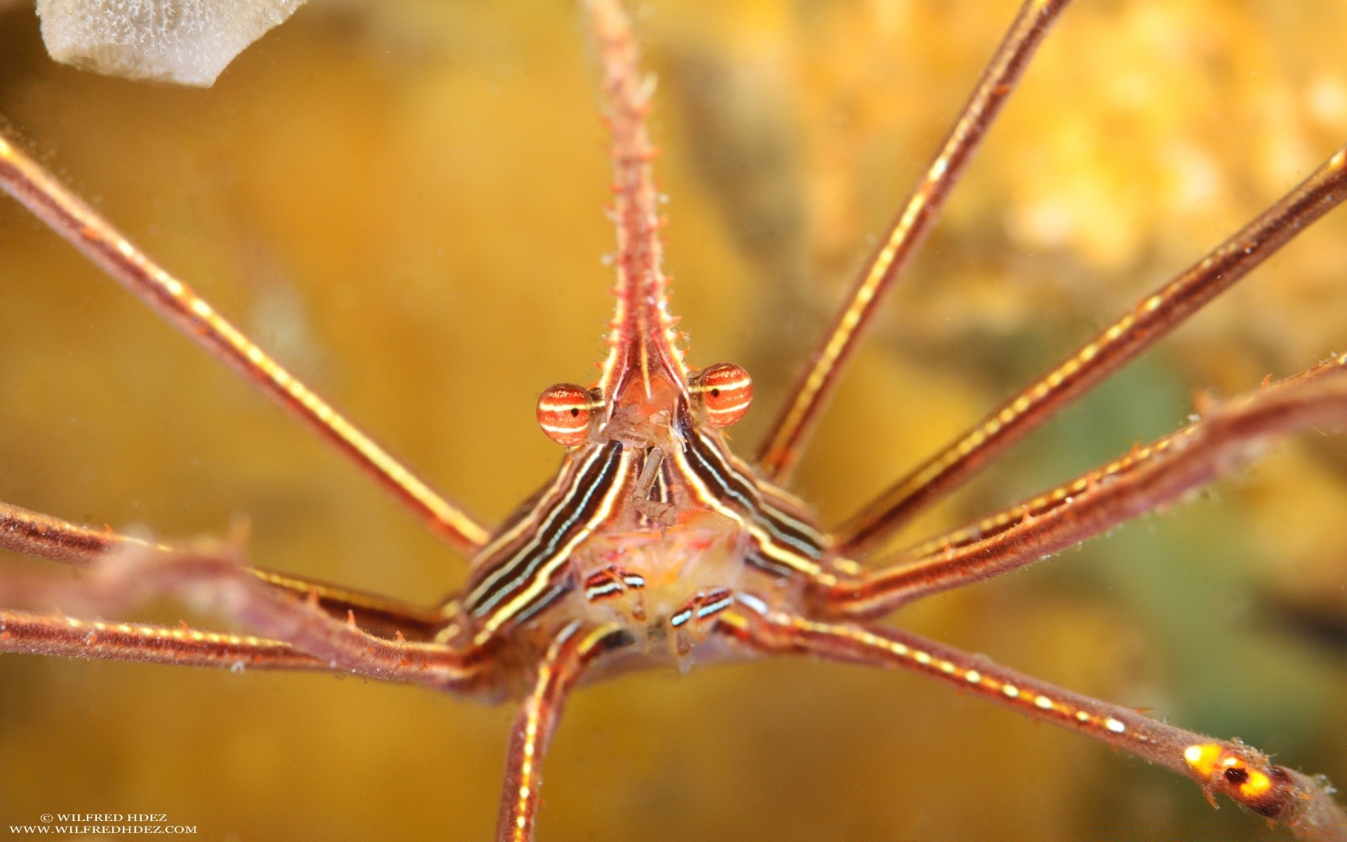 морские животные природа на открытом воздухе насекомое паук беспозвоночных мало биология