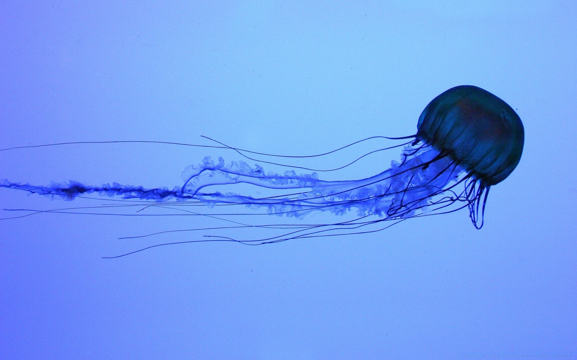 animales marinos movimiento bajo el agua agua naturaleza aire peligro medusas invertebrados