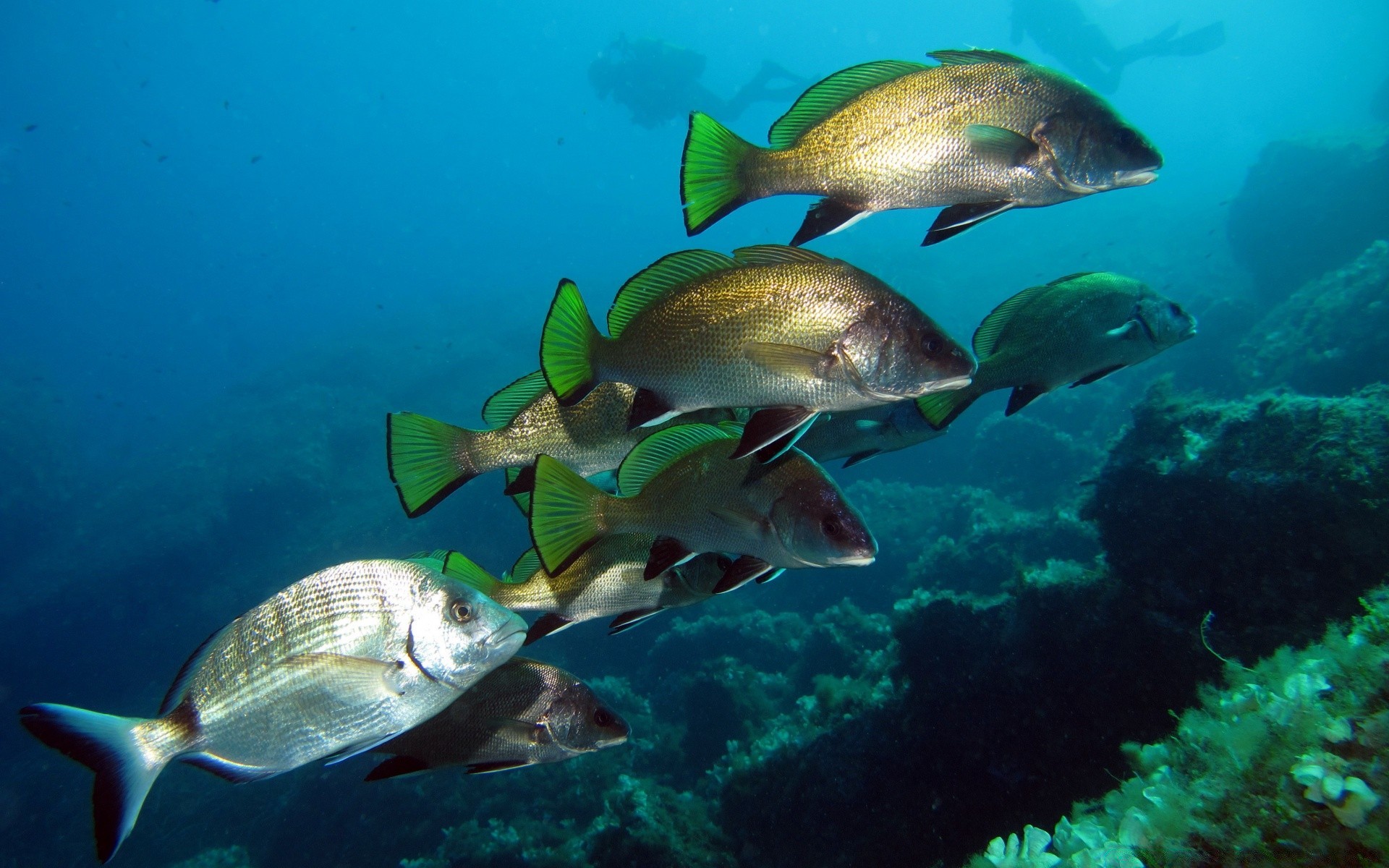 animales marinos bajo el agua peces coral océano arrecife tropical mar natación buceo snorkel agua marina naturaleza vida silvestre buceo