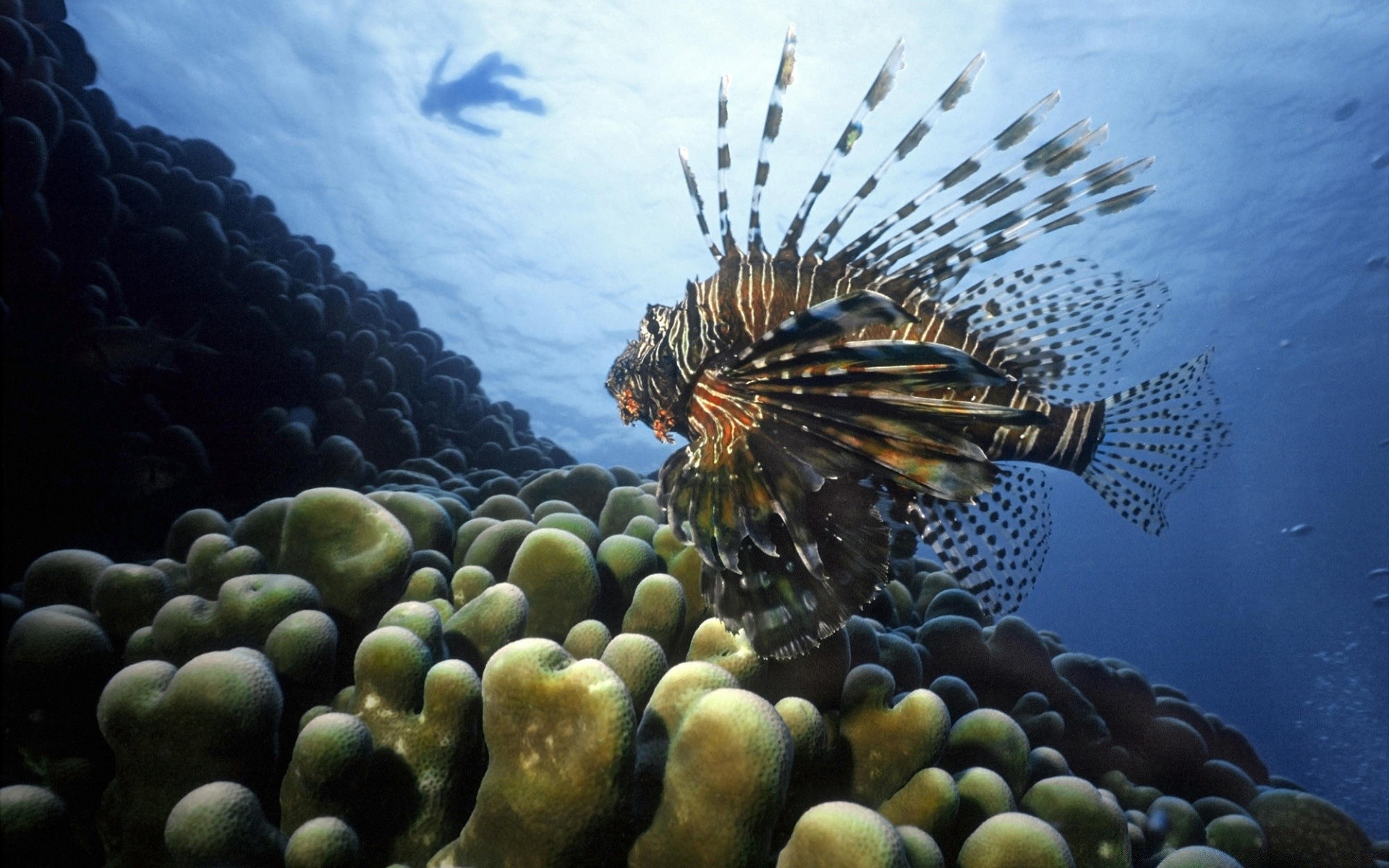 meerestiere unterwasser meer ozean wasser fisch riff wirbellose natur korallen tropisch