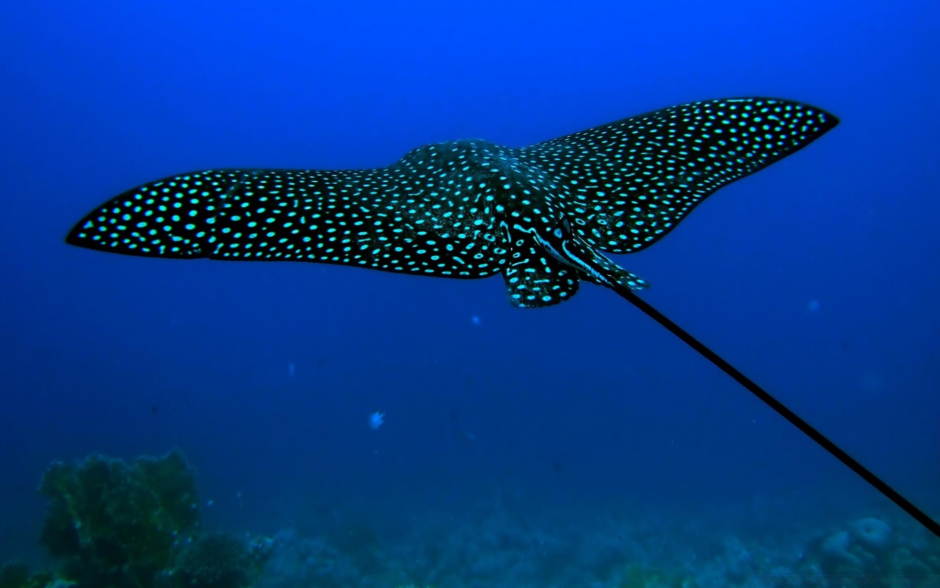 zwierzęta morskie podwodne ryby ocean wody morze rafa przyrody nurkowanie koral natura tropikalne zwierząt pływanie podróży morskich bezkręgowców na zewnątrz scuba słonej wody