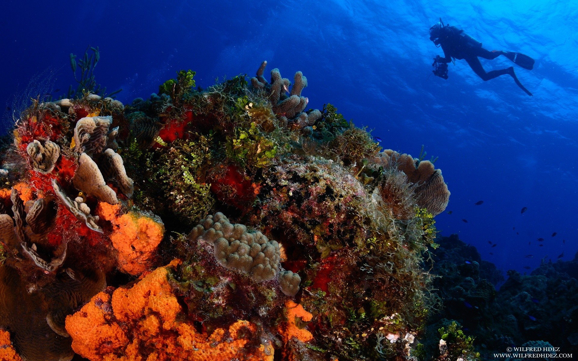 animales marinos bajo el agua peces arrecife coral océano deportes acuáticos agua buceo mar snorkel invertebrados buceo submarino buzo esponja paisaje tropical natación ecosistemas