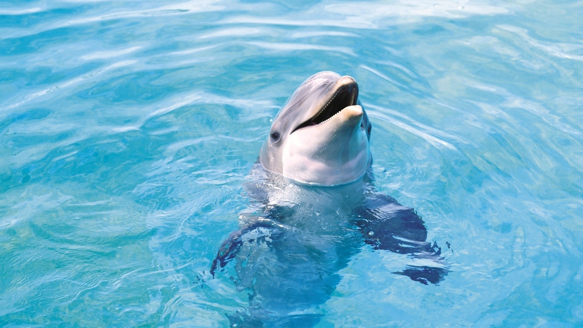 meerestiere schwimmen wasser delphin unterwasser gebläse ozean meer marine wal fin fisch tierwelt wasser schwimmer natur tauchen pool türkis aquarium