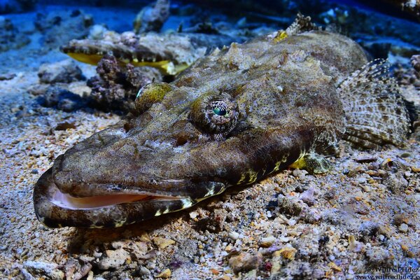 Crocodilefish щупальцами с плоской головкой