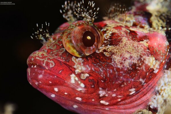 Peces invertebrados de color rojo