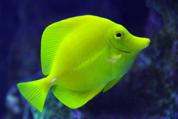 Tropical Fish-Lemon Lantern