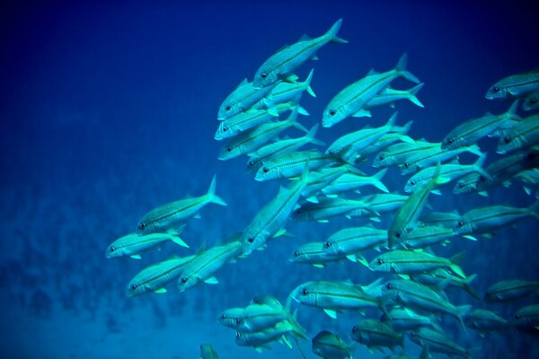 Bandada de peces submarinos azules