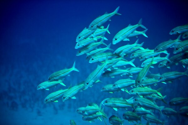Stado niebieskich ryb podwodnych