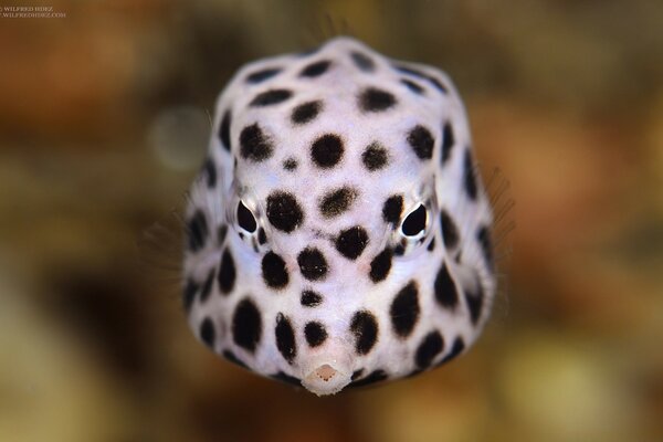 Animales marinos, peces de colores