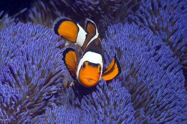 Fische in Korallenriffen im Unterwasserreich