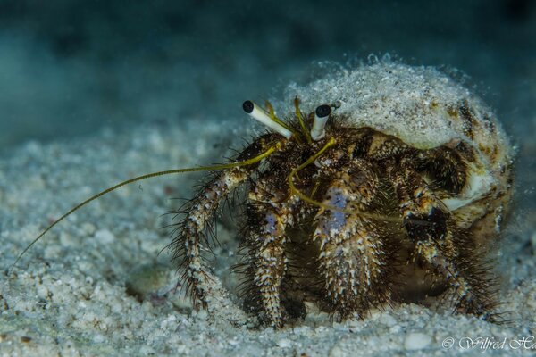 Meerestier, Krabbenspinne Unterwasser-Farbfoto