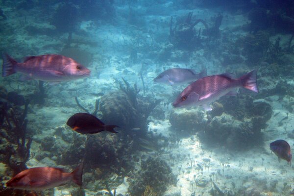 Poissons irisés dans l océan