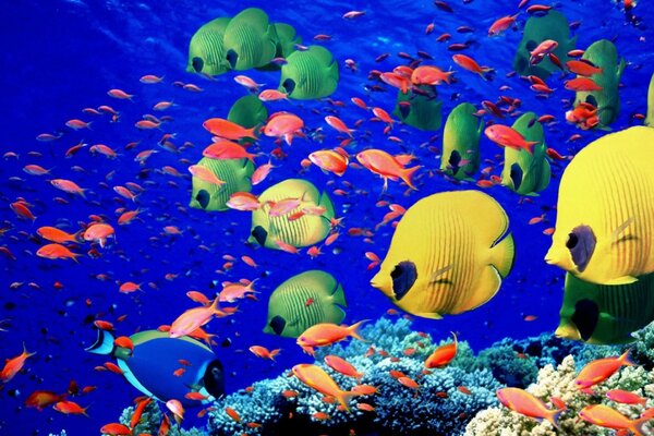 Hermosos peces nadan en el acuario