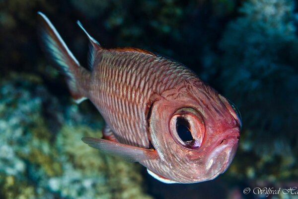 Poisson rouge avec de grands yeux