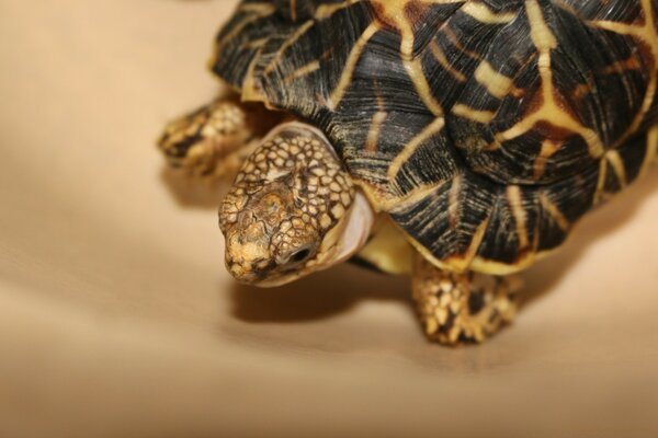 Schildkröte Nahaufnahme auf einem sandig-goldenen Hintergrund