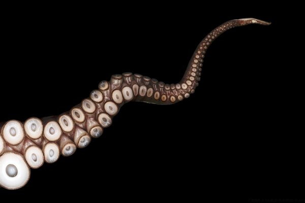 Invertebrados cobra close-up