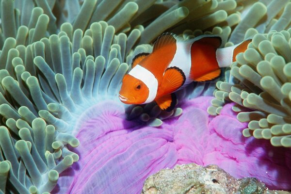 Animale marino corallo pesce pagliaccio e Anemone