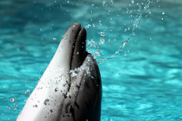 Delfin wyskakuje z wody z rozpryskami