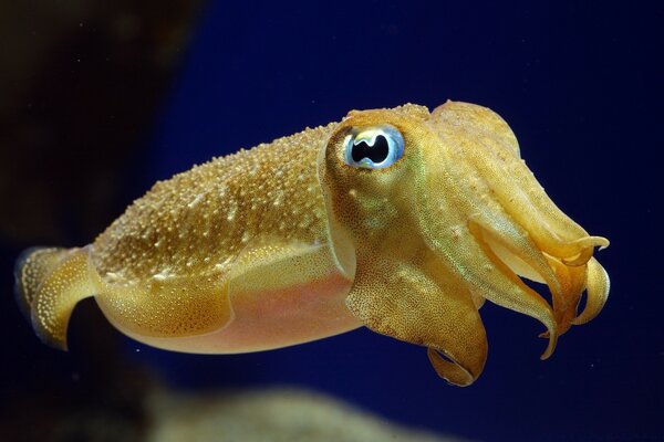 Pesce giallo tropicale su sfondo blu