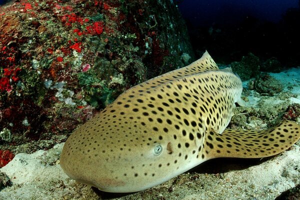 Gefleckte Fische auf dem Meeresboden