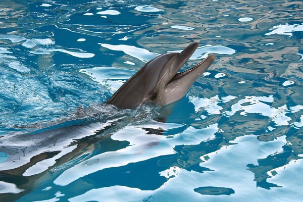 Dolphin swims in seawater