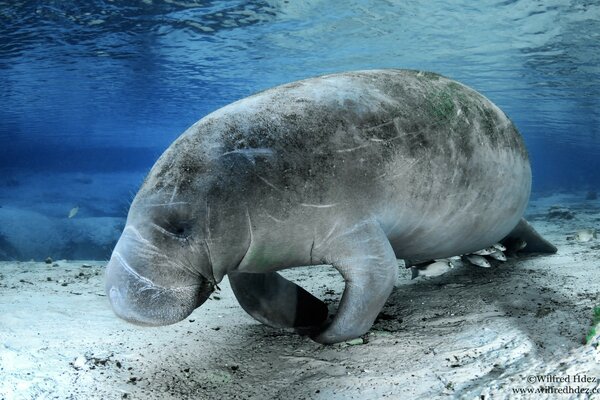 Серое морское животное под водой