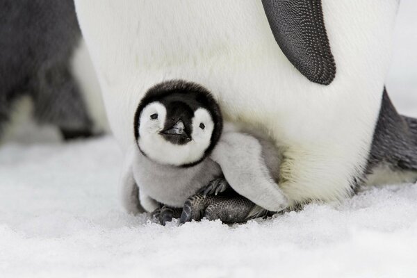 Lindo pingüino en la nieve