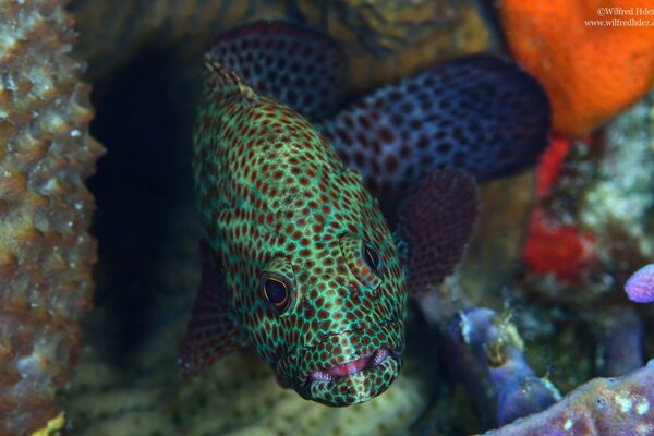 The underwater world of the coral reef