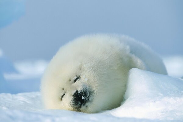 Animaux marins sur la neige dans le Nord